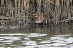 Lymnocryptes minimus