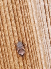 Lepyronia quadrangularis