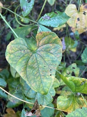 Dioscorea polystachya