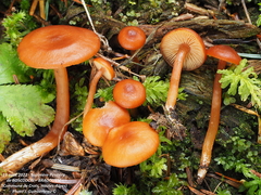 Rhodophana nitellina