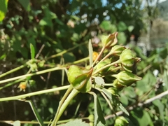 Sida rhombifolia