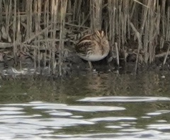 Lymnocryptes minimus