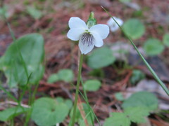 Viola macloskeyi
