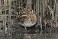 Lymnocryptes minimus