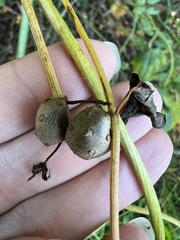 Dioscorea polystachya