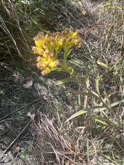 Solidago riddellii