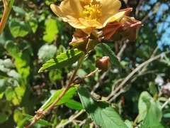 Sida rhombifolia