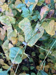 Dioscorea polystachya