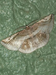 Bagodares rectisignaria