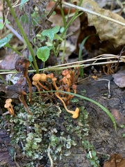 Cantharellus minor