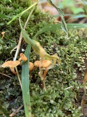 Cantharellus minor