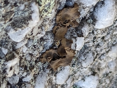 Umbilicaria muhlenbergii