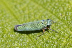 Versigonalia vermiculata