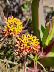 Quinchamalium chilense