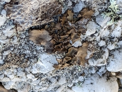 Umbilicaria muhlenbergii