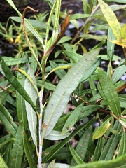 Salix pellita