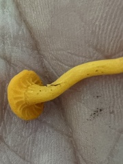 Cantharellus minor
