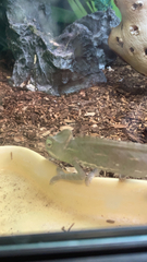 Chamaeleo calyptratus