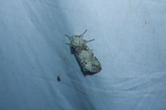 Macrurocampa marthesia