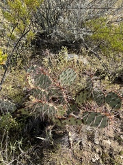 Opuntia macrocentra