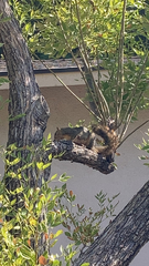 Sciurus niger