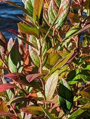 Vaccinium fuscatum