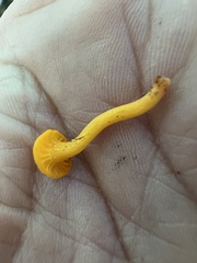 Cantharellus minor