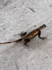 Agama picticauda