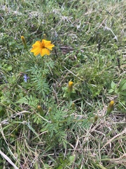 Tagetes