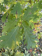 Quercus rubra