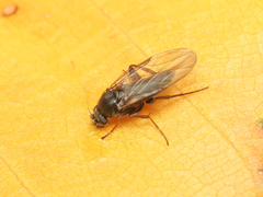 Phoridae