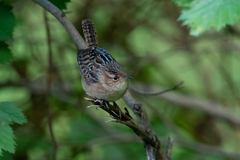 Cistothorus stellaris