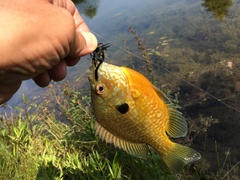 Lepomis gibbosus × macrochirus