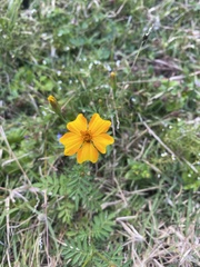 Tagetes