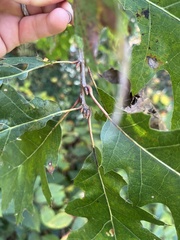 Quercus rubra