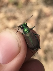 Cicindela splendida