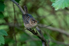 Cistothorus stellaris