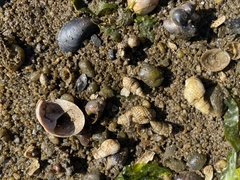 Ilyanassa trivittata