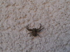 Xysticus