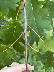Quercus rubra