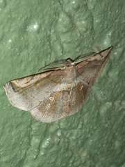 Bagodares rectisignaria