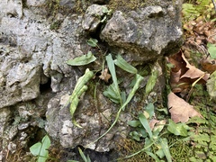 Asplenium rhizophyllum