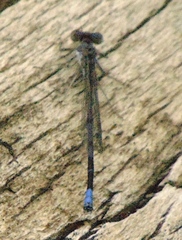 Argia emma