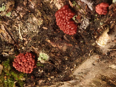 Arcyria stipata