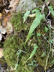 Asplenium rhizophyllum