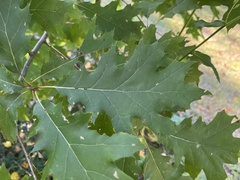 Quercus rubra