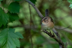 Cistothorus stellaris