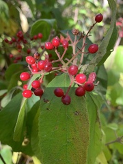 Viburnum
