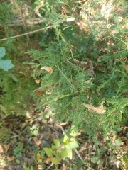 Juniperus virginiana