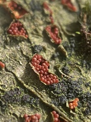 Neonectria coccinea